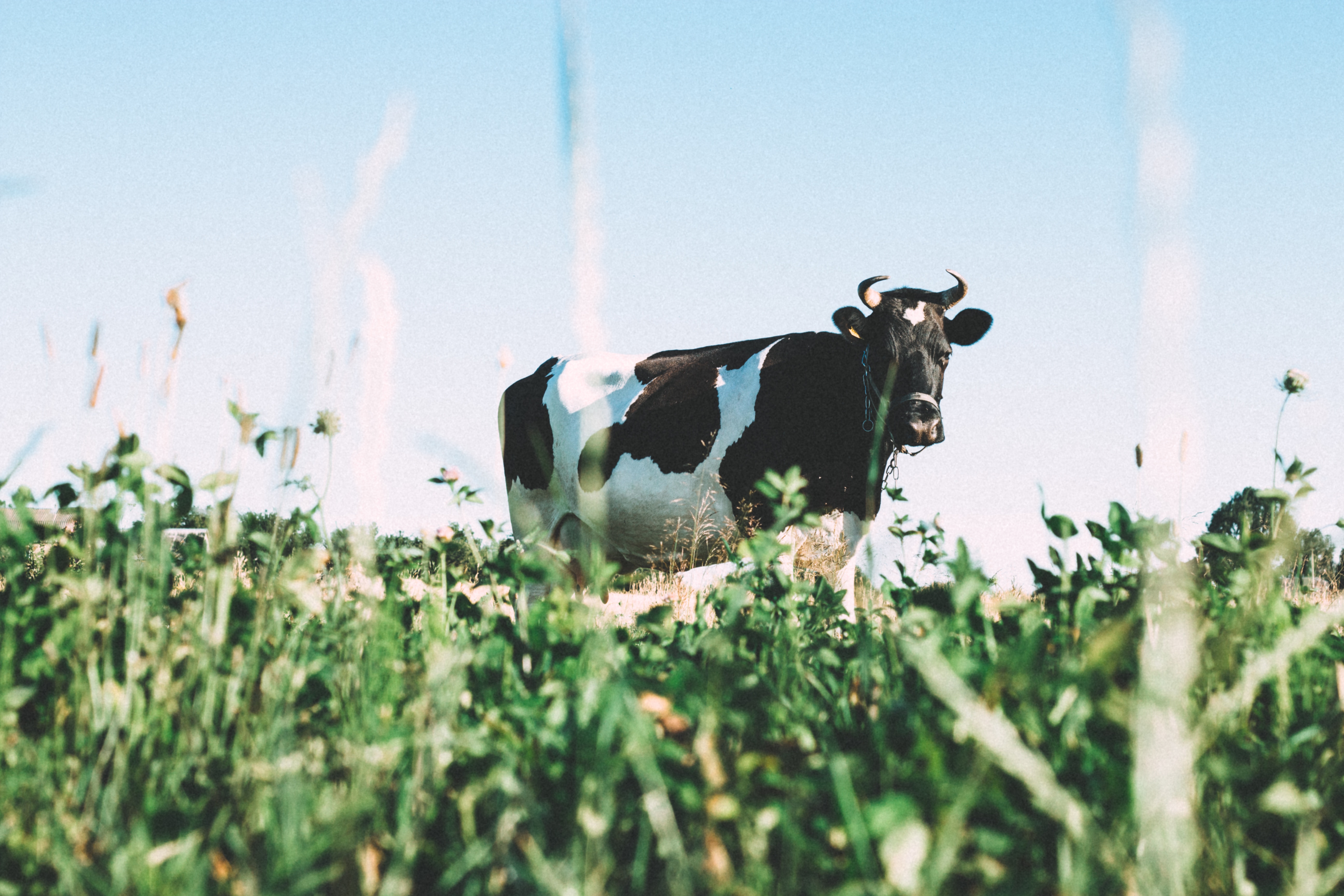 A cow standing in a field