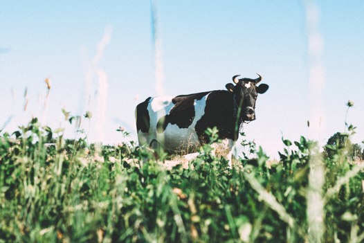 Farm-Cow A cow standing in a field
